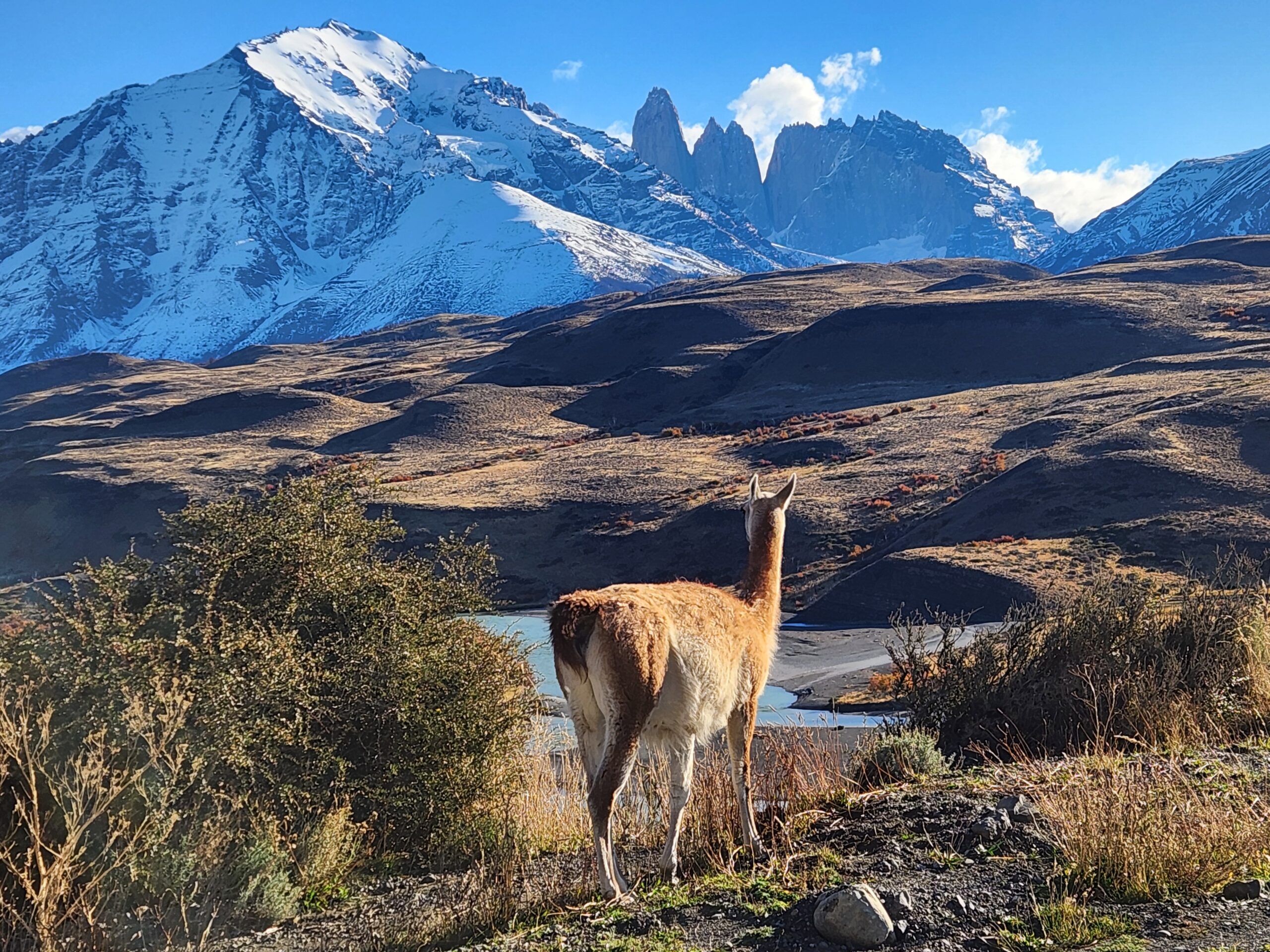 torres y guanaco