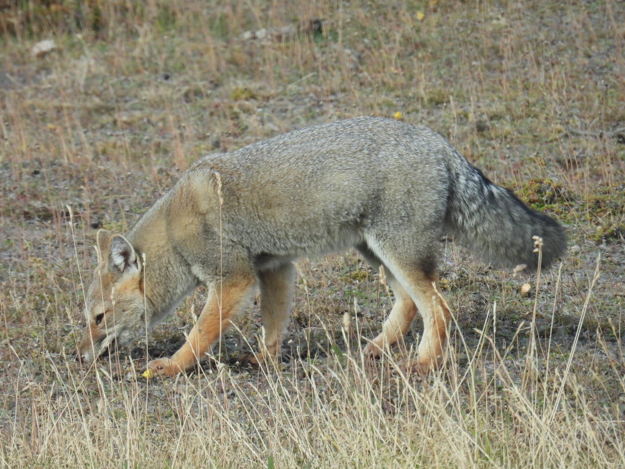 Magallanes National Reserve